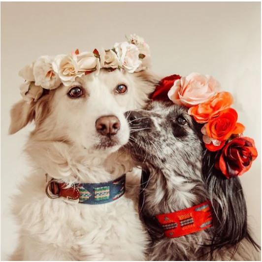 ☆超目玉】Etna Red スペイン製 高級犬用首輪（小型犬 中型犬） 首輪