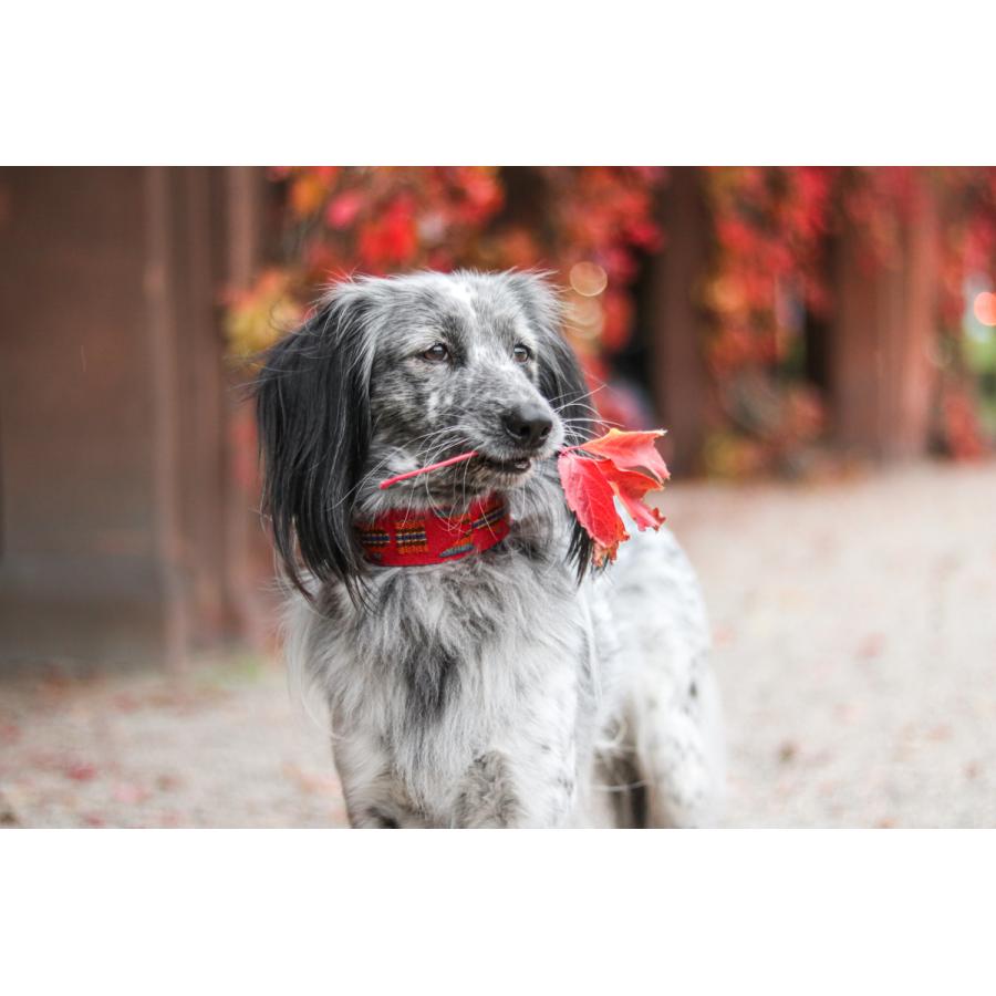 ☆超目玉】Etna Red スペイン製 高級犬用首輪（小型犬 中型犬） 首輪