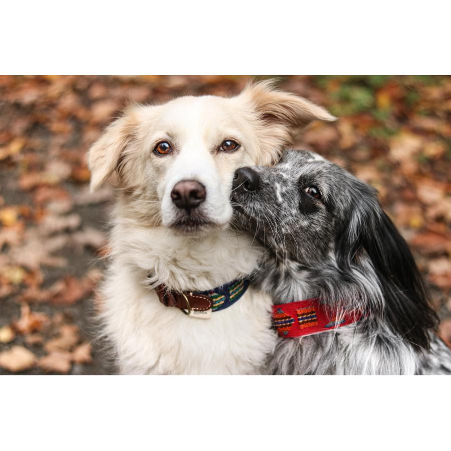 当店だけの限定モデル当店だけの限定モデルetna Red スペイン製 高級犬