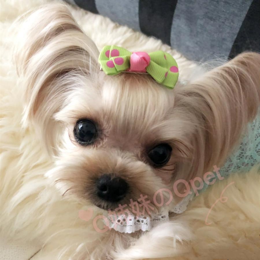 メール便送料無料 犬用ヘアピン ヘアクリップ 犬の髪留め リボン ドット柄 よりどり選べる2点 犬用ヘアーアクセサリー 犬 犬用 ドッグ ヘアピン Yuandian Q姉妹のqpet 通販 Yahoo ショッピング