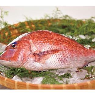 送料無料 仮屋漁業組合 仮屋湾の真鯛 1 5キロ 佐賀県 玄海町 仮屋湾 新鮮 脂 甘味 たい タイ 塩焼き 煮つけ 刺身 お祝い お正月 養殖 下処理 Sgg001aa01 日本通販ショップ 通販 Yahoo ショッピング