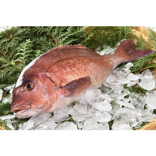 送料無料 仮屋漁業組合 仮屋湾の真鯛 1 5キロ 佐賀県 玄海町 仮屋湾 新鮮 脂 甘味 たい タイ 塩焼き 煮つけ 刺身 お祝い お正月 養殖 下処理 Sgg001aa01 日本通販ショップ 通販 Yahoo ショッピング