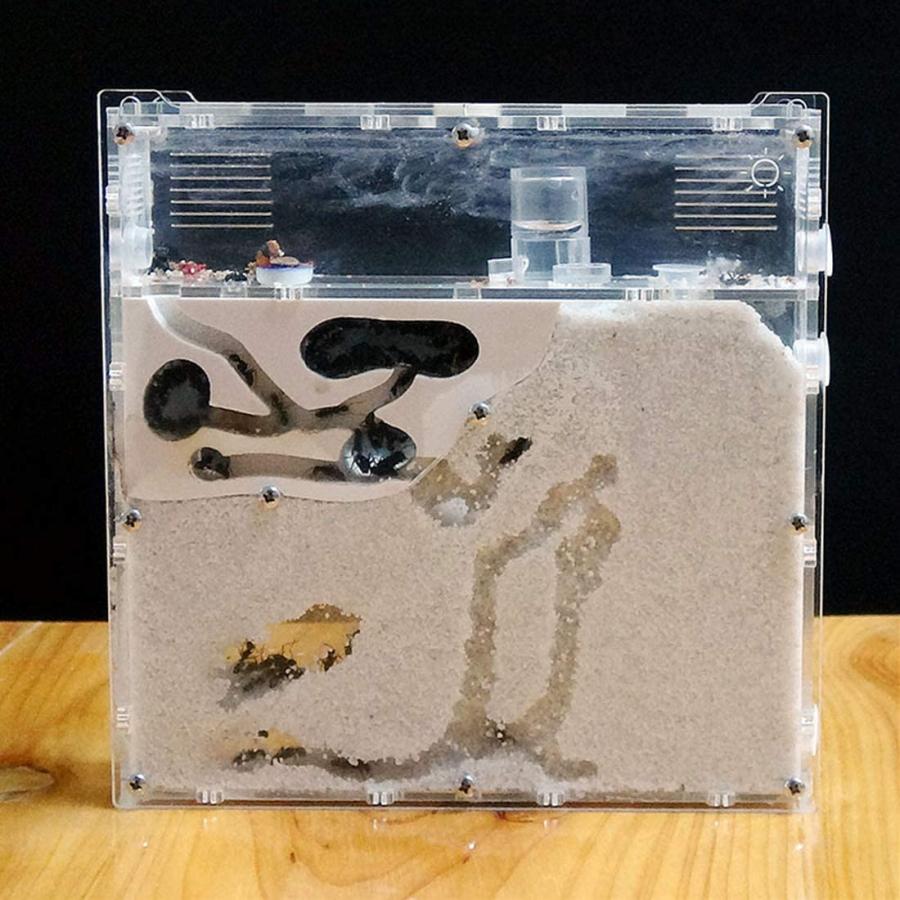 Yiteng アリ飼育キット 砂巣 爬虫類飼育ケース アリの巣観察キット 蟻用飼育ケース アリ飼育セット 砂は別売り Quad Store 通販 Yahoo ショッピング