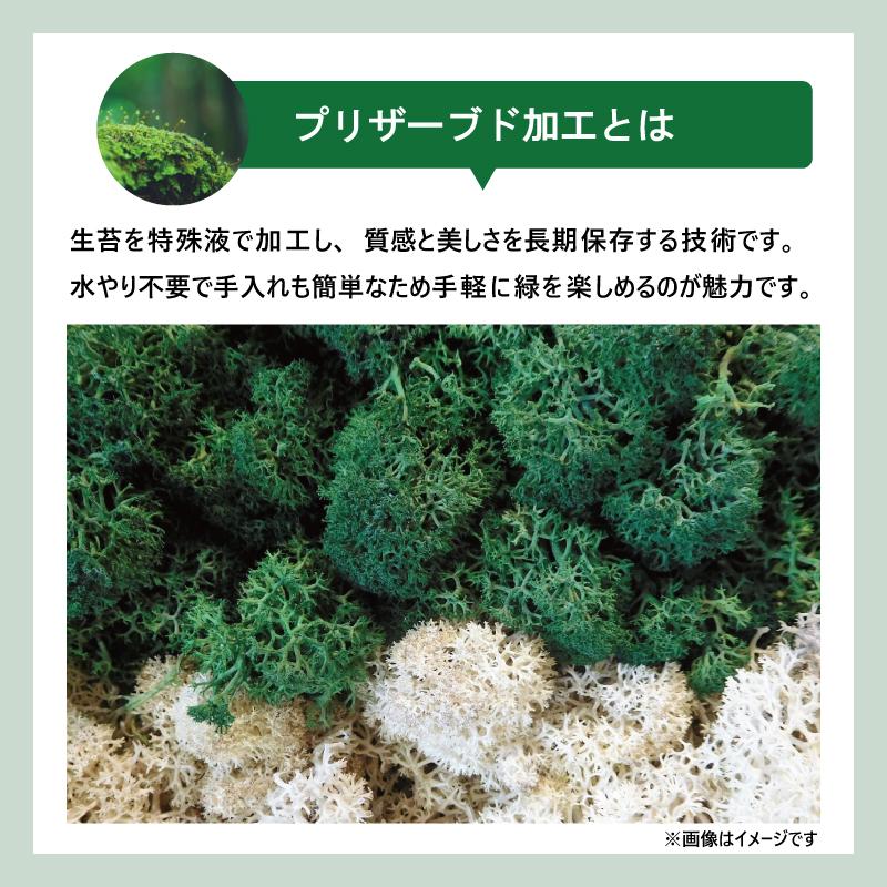 テラリウム プリザーブド 苔 インテリア 置物 苔プリ ガラスポット