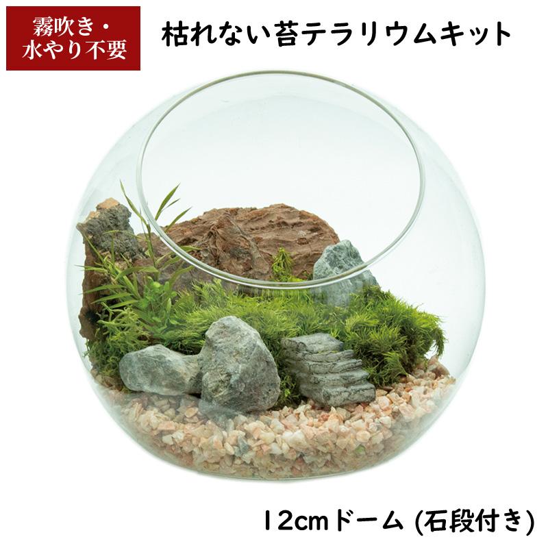 テラリウム プリザーブド 苔 インテリア 置物 苔プリ ガラスポット