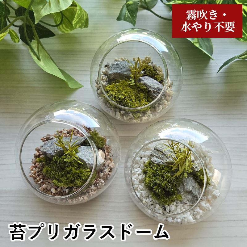 苔プリ ガラスドーム 10cm 完成品 テラリウム 枯れない苔 苔