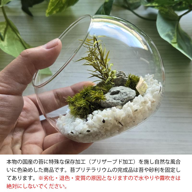 苔プリ ガラスドーム 10cm 完成品 テラリウム 枯れない苔 苔