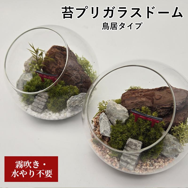 苔プリ ガラスドーム 12cm 鳥居タイプ 完成品 テラリウム 枯れない苔