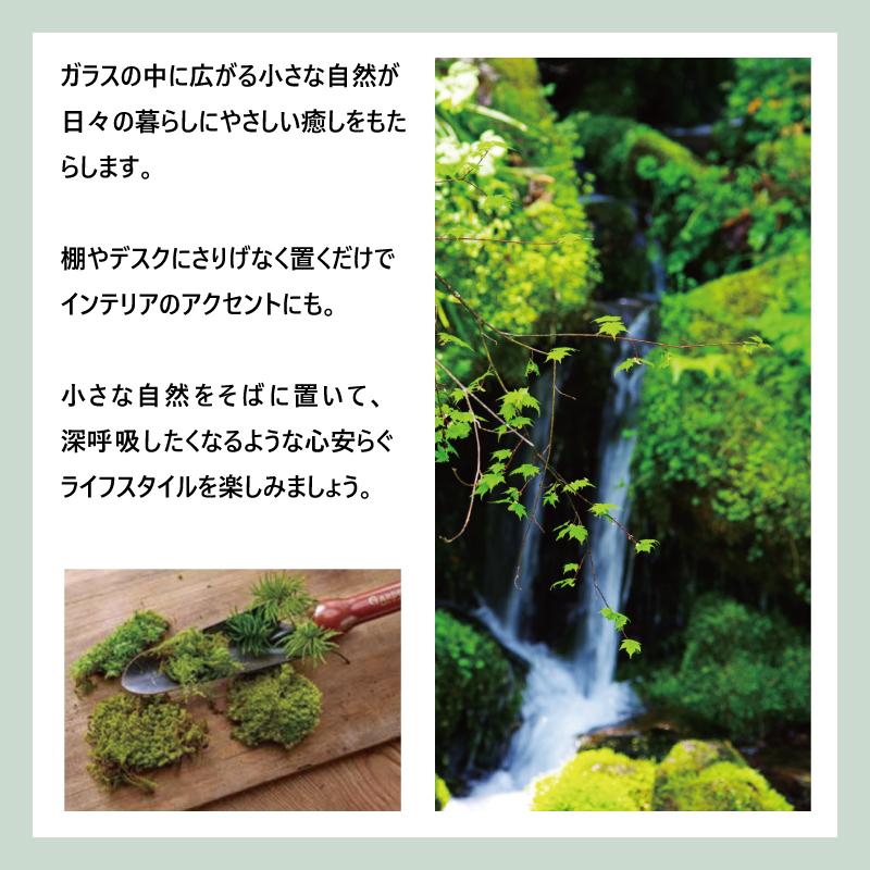 苔プリ ガラスドーム 12cm 鳥居タイプ テラリウム 完成品 枯れない苔