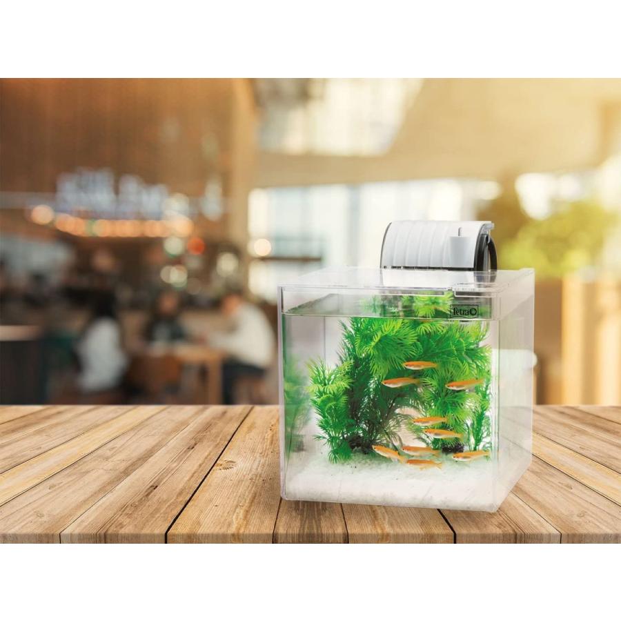 テトラ (Tetra) ガラス リビングキューブ 20 (容量 約20L) Tetra テトラ リビングキューブ 20 オールインワン水槽 淡水