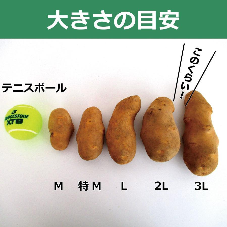 じゃがいも 北海道 十勝産 メークイン 10kg M/特M/L/2L/3L混合 送料無料 |  | 05