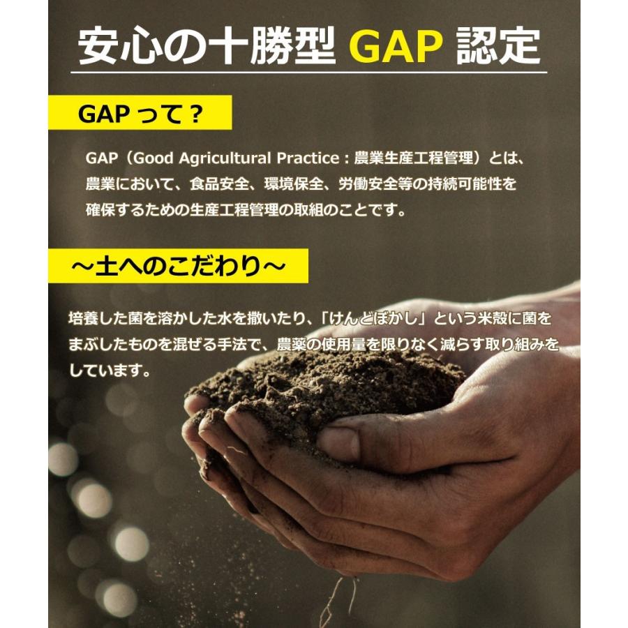 じゃがいも 北海道 十勝産 メークイン 5kg M/特M/L/2L/3L混合 送料無料 |  | 02