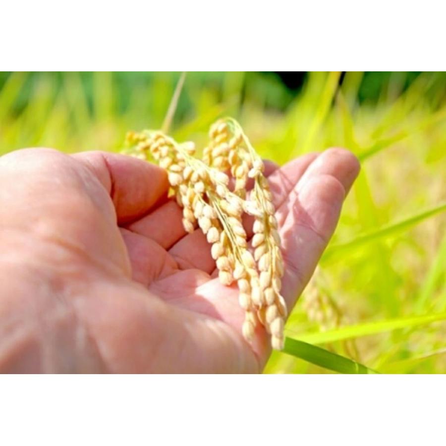 青森県産 新米 令和7年産 青天の霹靂 2kg ×2袋 (4kg) ライケット チャック付き 送料無料 |  | 02