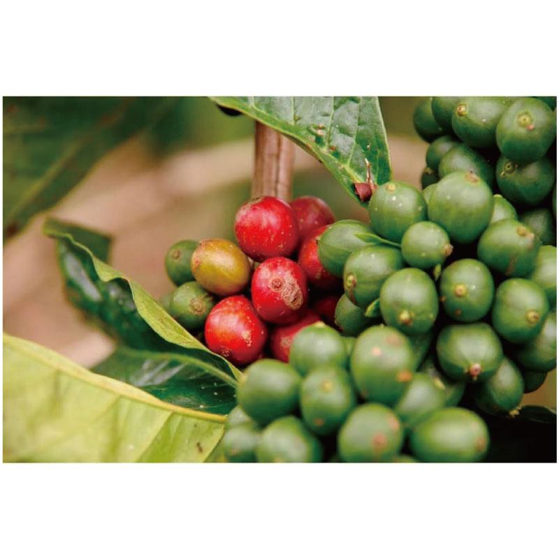 送料無料 マウントハーゲン  オーガニック フェアトレード ローストコーヒー ビーンズ (豆) 250g×5個【有機JAS】 | MOUNT HAGEN | 02