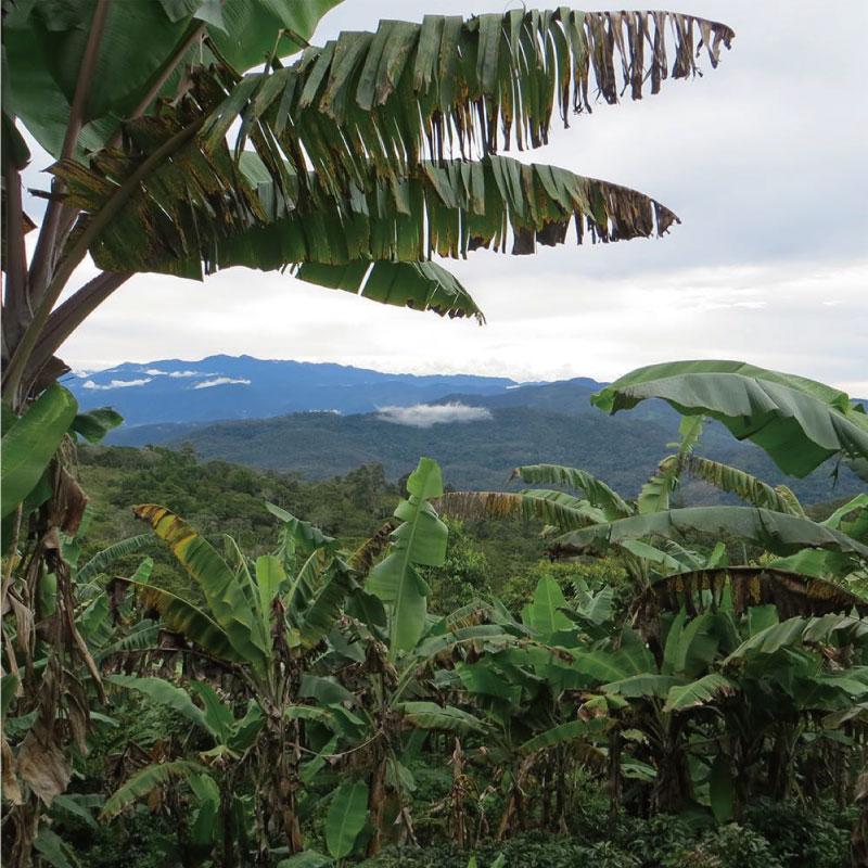 送料無料 マウントハーゲン  オーガニック フェアトレード ローストコーヒー ビーンズ (豆) 250g×5個【有機JAS】 | MOUNT HAGEN | 04