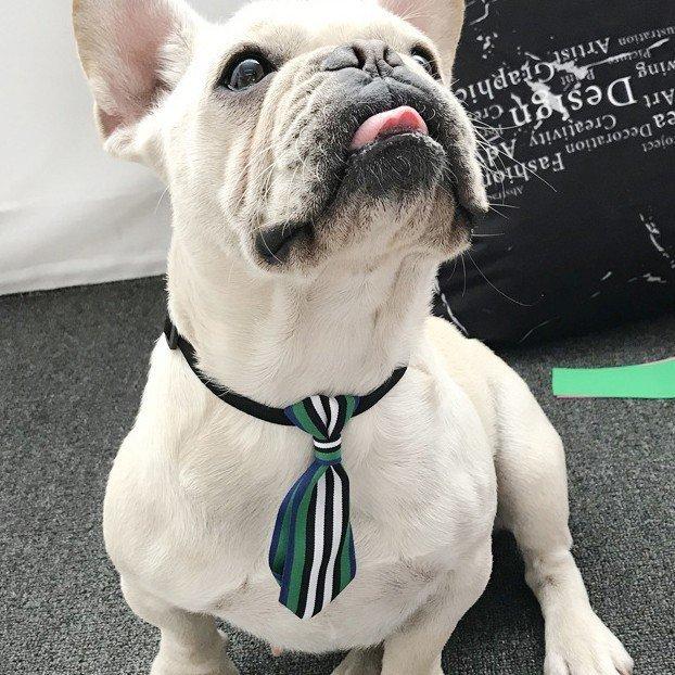 ペット ネクタイ 蝶ネクタイ 首輪 アクセサリー フレブル フレンチブルドッグ 犬 ネコ 用 かわいい 送料無料 Pt274 Quitter Plus 通販 Yahoo ショッピング
