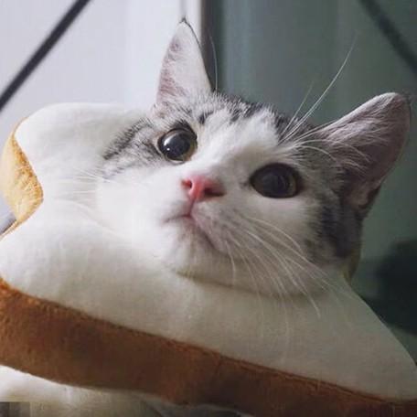 犬 猫 キズよけ 食パン 可愛くて機能的 イヌ ネコ かわいい 送料無料 Pt279 Quitter Plus 通販 Yahoo ショッピング