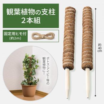 送料込○グラ&ツィエ2脚兄弟チェア　観葉植物置き等に 観葉植物の支柱 2本組 園芸用 支柱 連結可 植物 ココスティック ツル