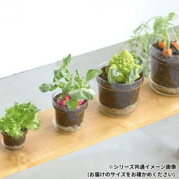 志成販売 リューズガラス プレート付きフラワーポット テーパー(LL) 372307_7