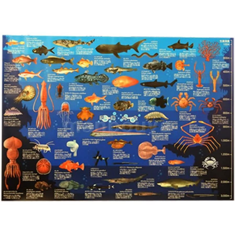 深海魚 図鑑 こども ポスター ザ アクセス 深海大全 A1サイズ 005 R Ainet 通販 Yahoo ショッピング