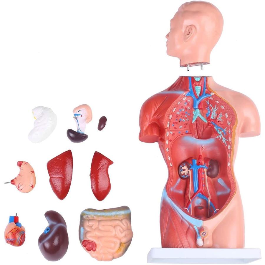 人体模型 男性モデル リアルタイプ 44 新品箱なし 人体解剖図 内臓 標本 パーツ取り外し可能 教材 学校 病院 Jk 4325a R Ainet 通販 Yahoo ショッピング