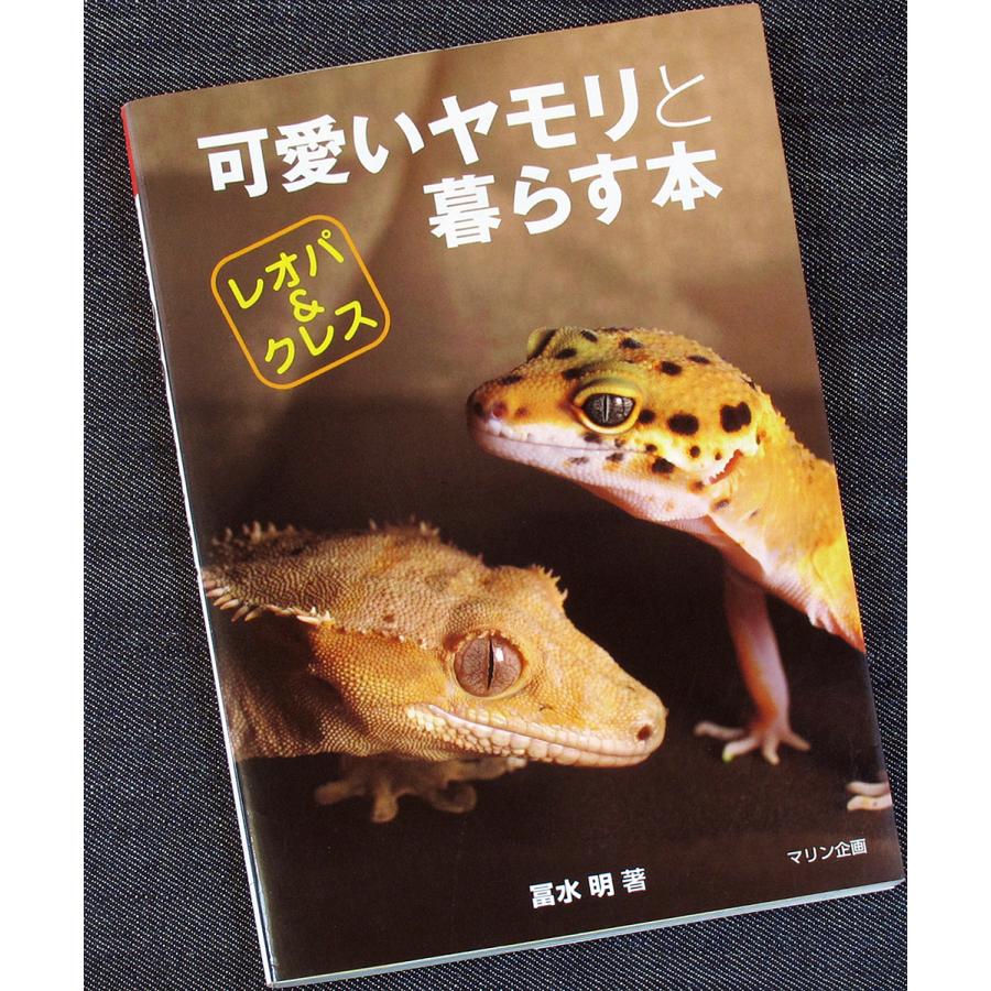 可愛いヤモリと暮らす本 62 アールブックス ヤフー店 通販 Yahoo ショッピング