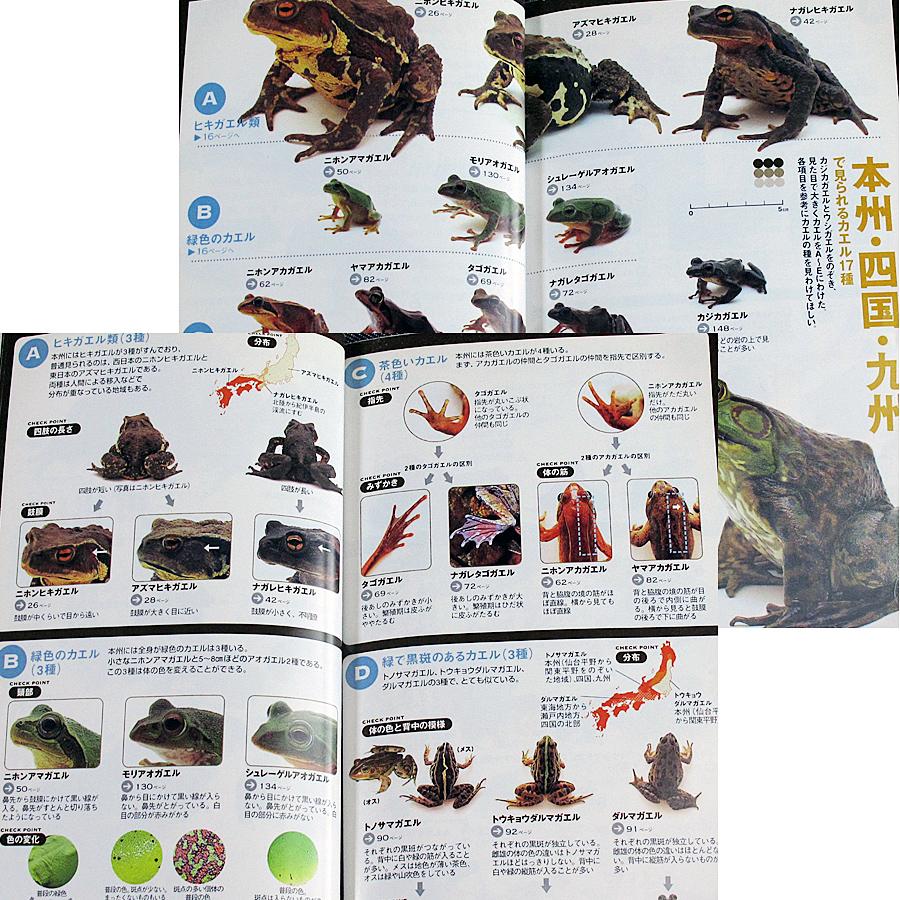 日本のカエル ＋ サンショウウオ類 ─山渓ハンディ図鑑 : アール