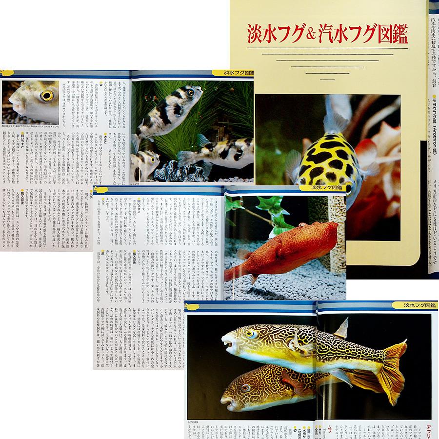 ザ・フグ ―フグの飼育と楽しみ方｜カラー図鑑＆飼育ガイド 飼い方 淡水