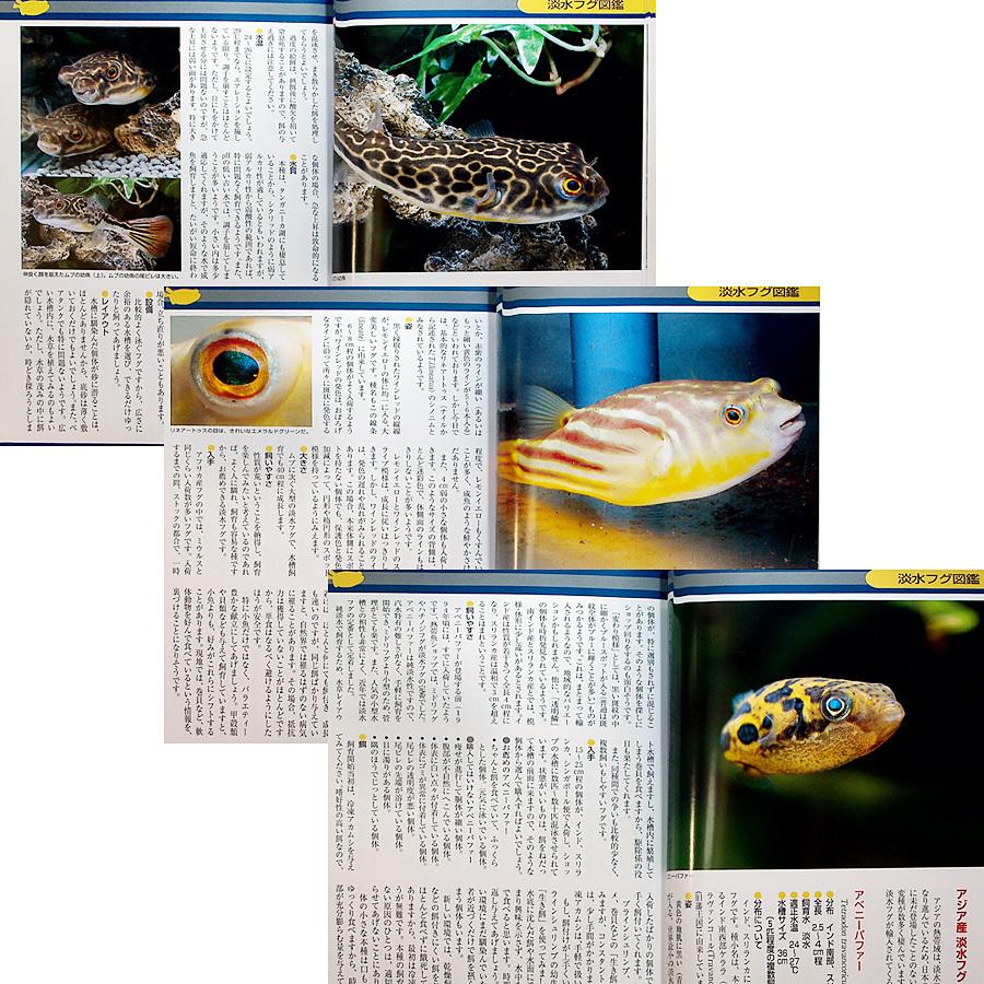 ザ・フグ ―フグの飼育と楽しみ方｜カラー図鑑＆飼育ガイド 飼い方 淡水