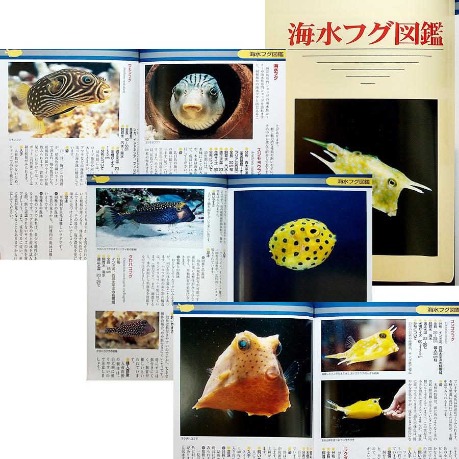 ザ・フグ ―フグの飼育と楽しみ方｜カラー図鑑＆飼育ガイド 飼い方 淡水