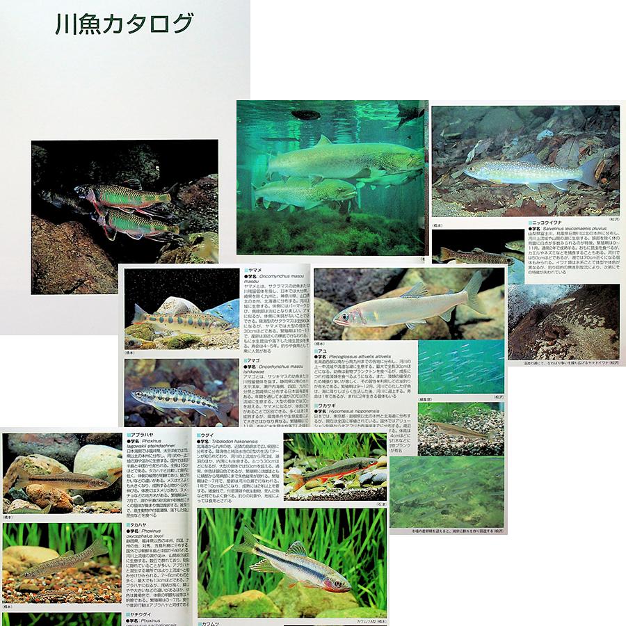 川魚完全飼育ガイド ―日本産淡水魚の魅力満載｜カラー図鑑 採取法 飼い