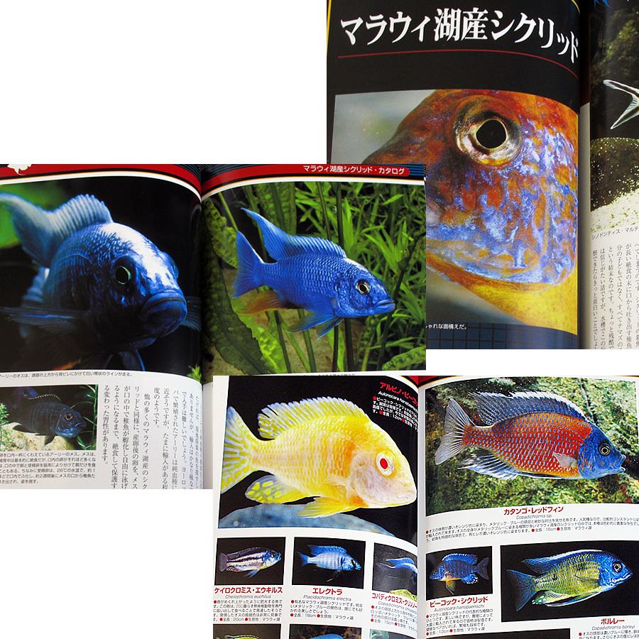 ザ シクリッド 子育てする魚の飼育と楽しみ方 6578 アールブックス ヤフー店 通販 Yahoo ショッピング