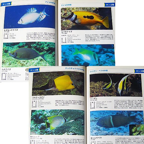 沖縄 魚図鑑 島言語でわかる 67 アールブックス ヤフー店 通販 Yahoo ショッピング