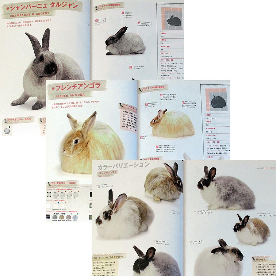 うさぎの品種大図鑑 6876 アールブックス ヤフー店 通販 Yahoo ショッピング