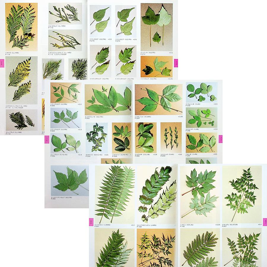 葉でわかる樹木 ─625種の検索 : アールブックス・ヤフー店