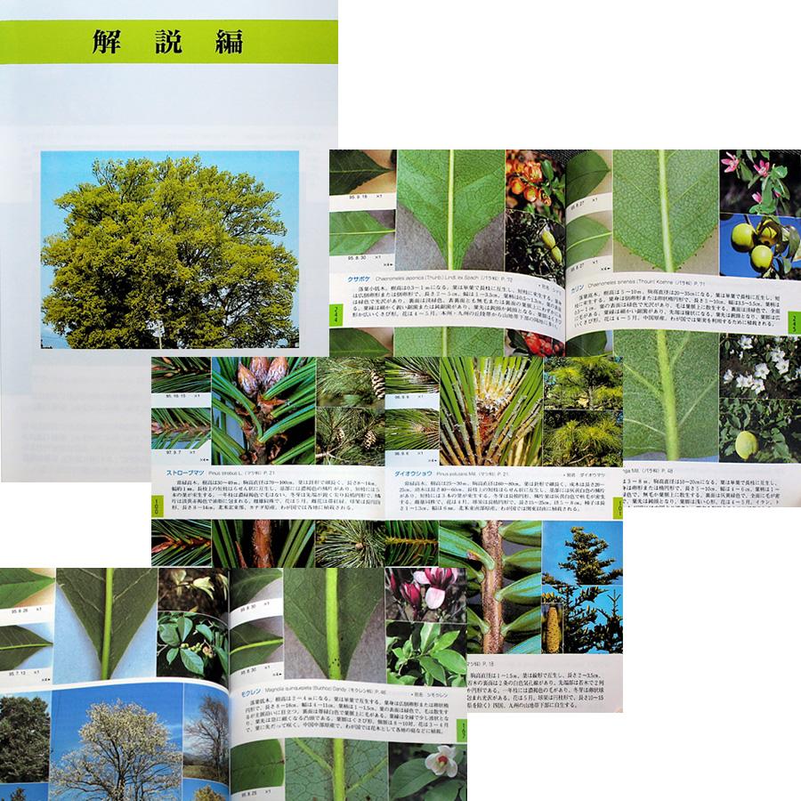 葉でわかる樹木 ─625種の検索 : アールブックス・ヤフー店