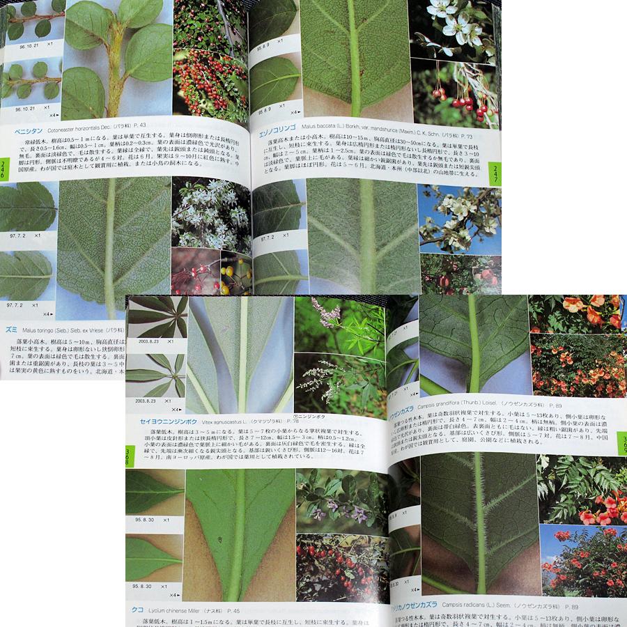 葉でわかる樹木 ─625種の検索 : アールブックス・ヤフー店 - 通販