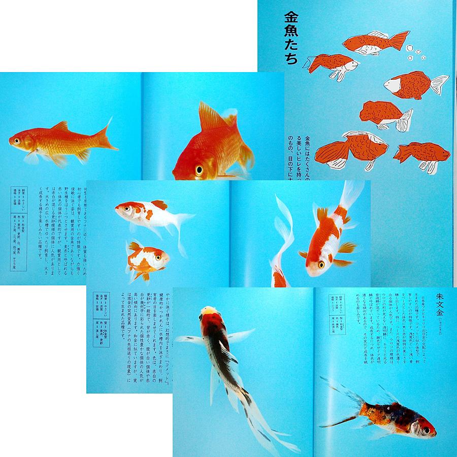 観賞魚の専門書 81vY9qwzXvL._UF350,350_QL50_.jpg