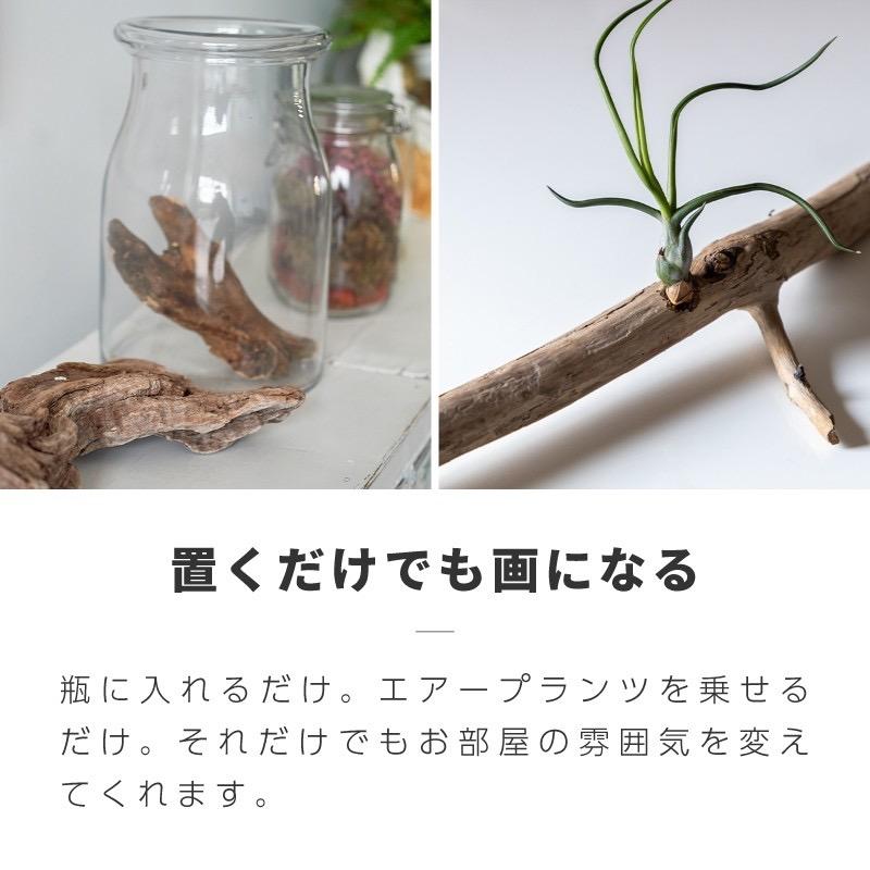流木 棒 枝 30cm〜50cm インテリア 観葉植物 ハンギング ハンガー 吊り