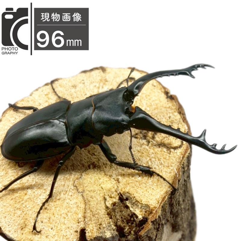 ギラファノコギリクワガタ オス 【フローレス島産】 現物個体 外国産