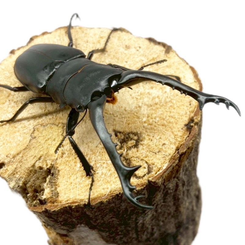 ギラファノコギリクワガタ オス 【フローレス島産】 現物個体 外国産