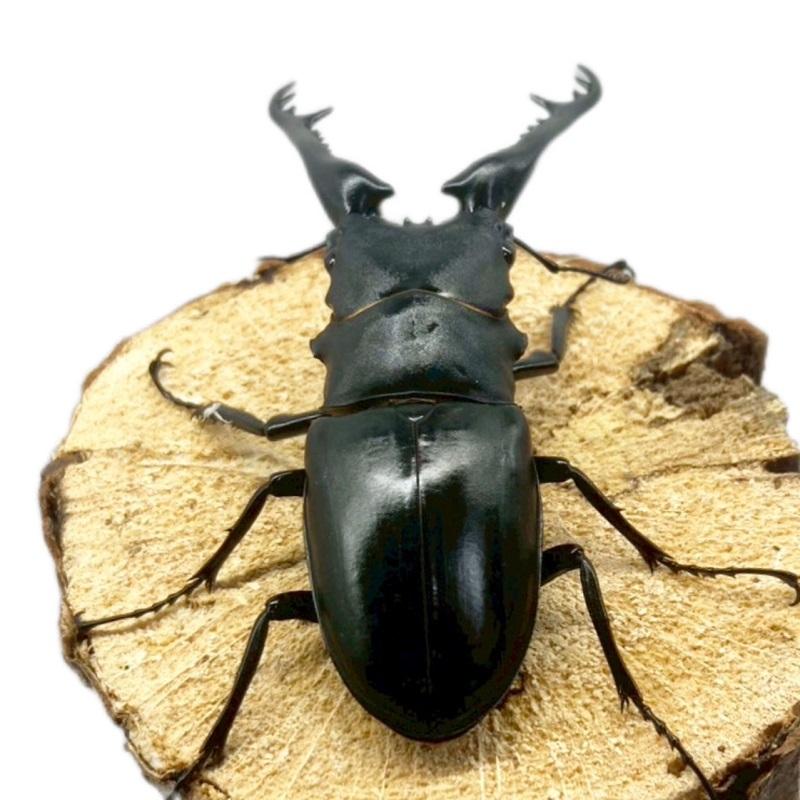 ギラファノコギリクワガタ オス 【フローレス島産】 現物個体 外国産