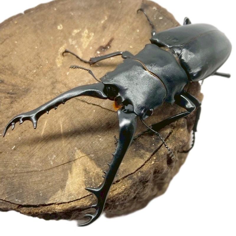 標本】ギラファノコギリクワガタ フローレス島産 113.3 野外品