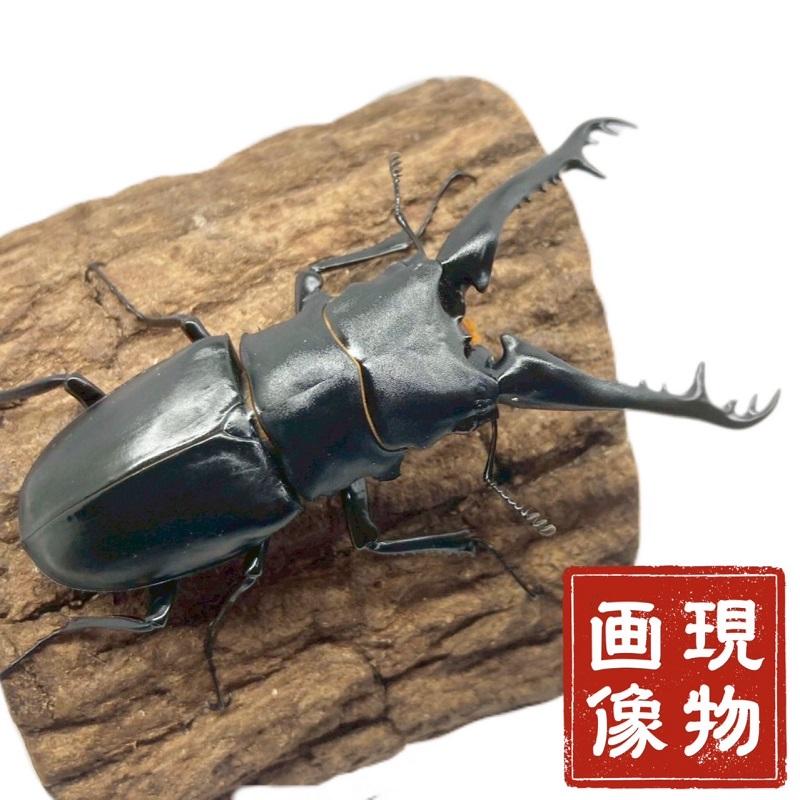 木内【標本】ギラファノコギリクワガタ　フローレス島産 113.3 野外品 木内【標本】ギラファノコギリクワガタ フローレス島産 113.3 野外品