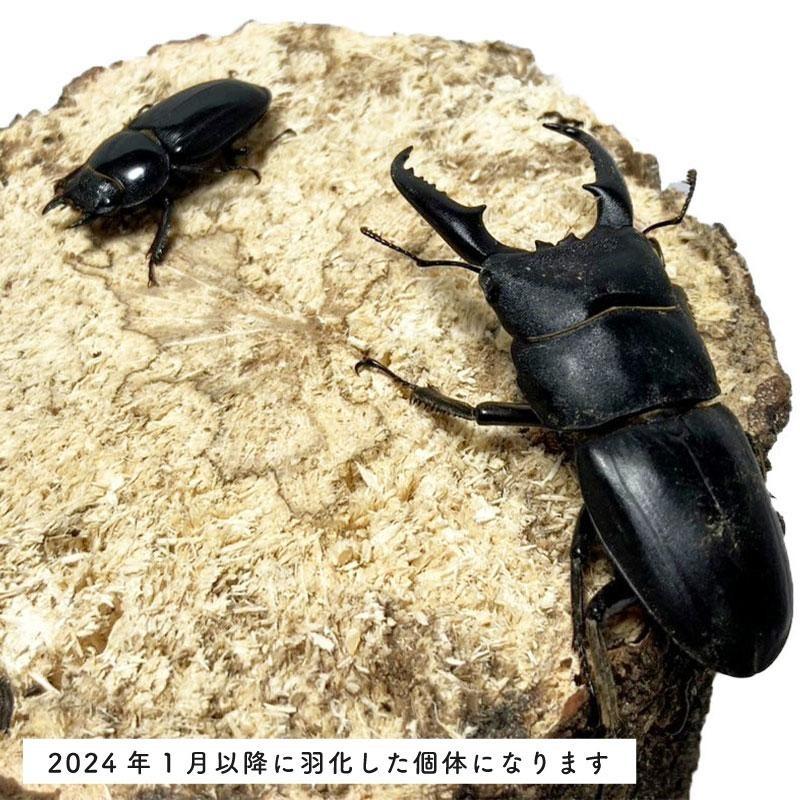 ヒラタクワガタ ペア【山口県産 ヒラタクワガタ ブリード個体】 成虫（♂58mm〜60mm ♀フリーサイズ） ペア 新成虫  2024年1月以降に羽化した個体になります。｜r-kiiro｜02