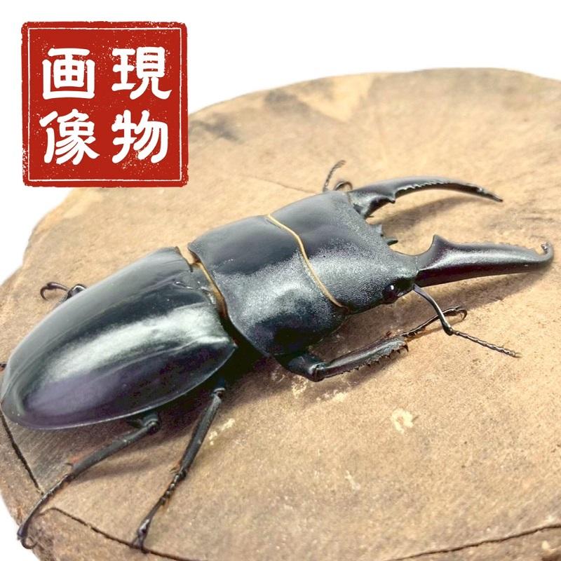 【特大個体】 ツシマヒラタクワガタ ♂約80mm 標本 ツシマヒラタ ツシマヒラタクワガタ 特大♂77.2mm 対馬 - Insect Islands 〜南の島の