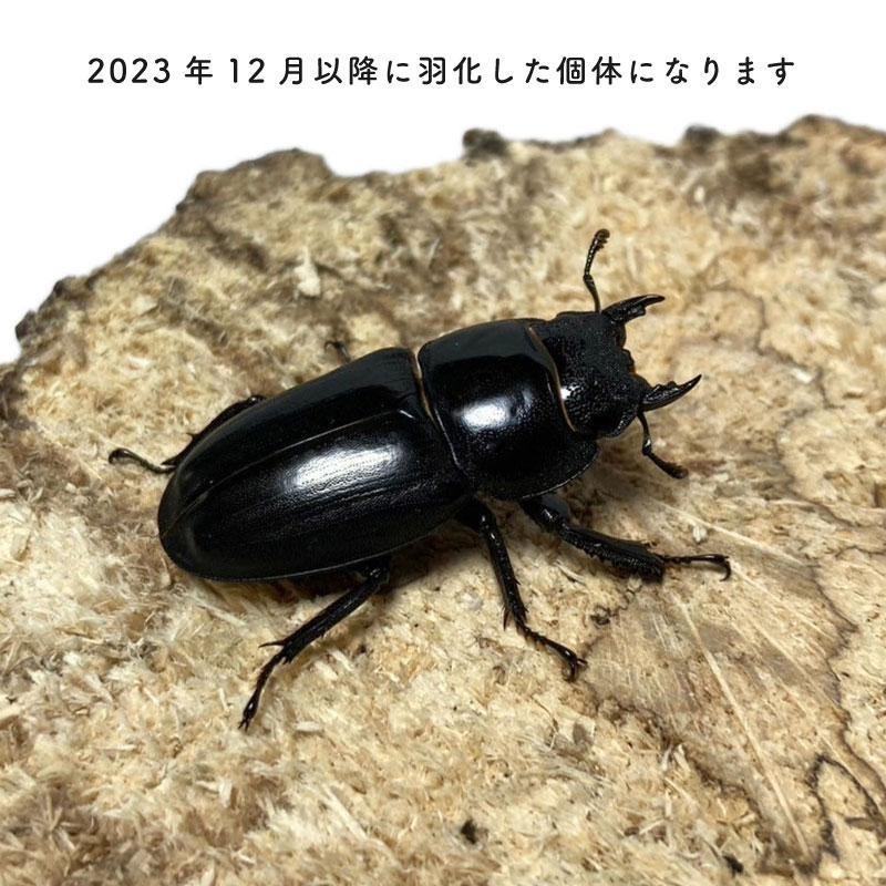 本土ヒラタクワガタ メス ♀ 30mm〜35mm【山口県産 ヒラタクワガタ ブリード個体】 生体  新成虫  2024年2月以降に羽化した個体になります。｜r-kiiro｜02