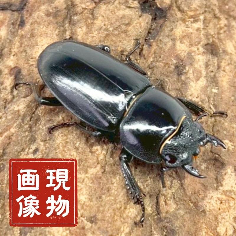 ツシマヒラタクワガタ メス 【長崎・対馬(厳原)】 国産 販売 生体 成虫
