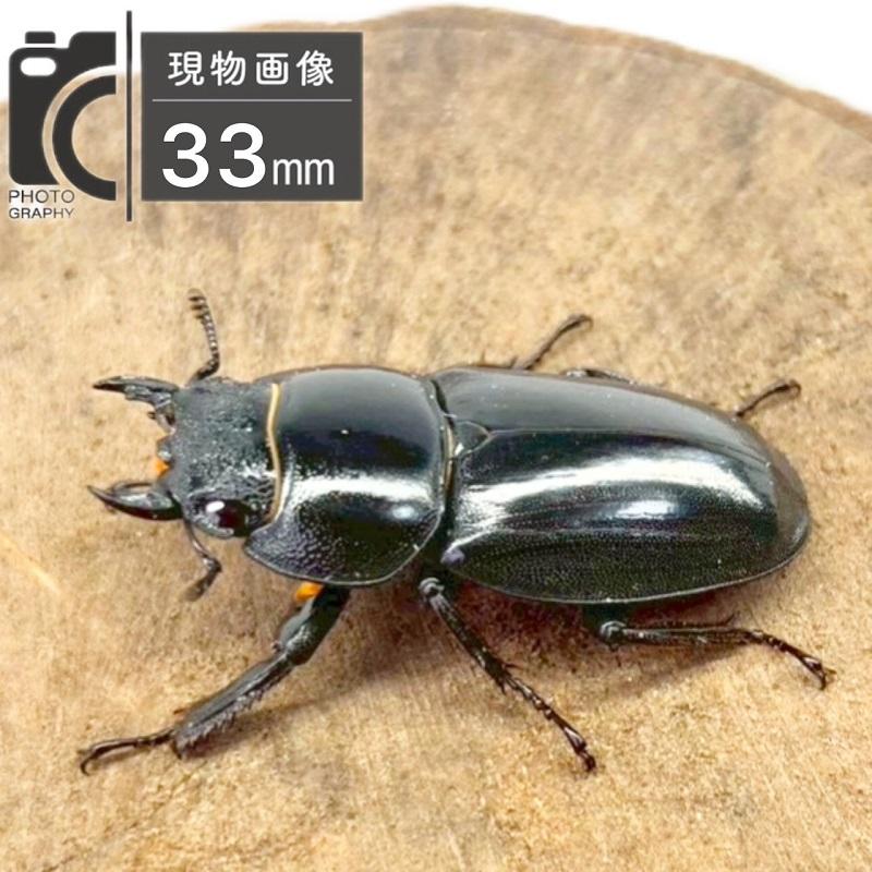対馬産ヒラタクワガタ２種 ツシマヒラタクワガタ メス 【長崎・対馬(厳原)】 国産 販売 生体 成虫