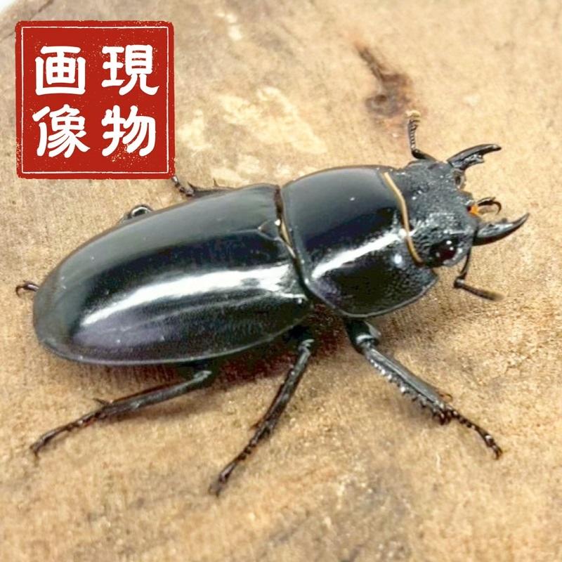 ツシマヒラタクワガタ メス 【長崎・対馬(厳原)】 国産 販売 生体 成虫
